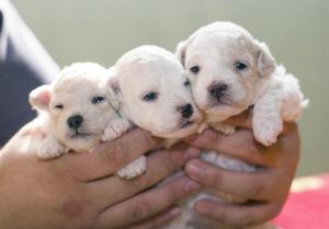 新手养狗入门必备攻略(第一次养狗怎么养)-警犬训练器材厂家 _警犬训练用品_工作犬训练用品-南京开久警犬装备