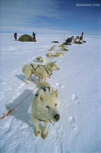 西伯利亚雪橇犬(西伯利亚雪橇犬多少钱一只)-警犬训练器材厂家 _警犬训练用品_工作犬训练用品-南京开久警犬装备