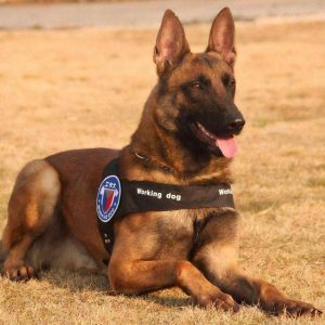 防暴犬有几种(防暴犬有几种罗威纳)-警犬训练器材厂家 _警犬训练用品_工作犬训练用品-南京开久警犬装备