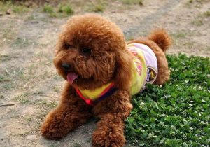 给狗狗起名字大全泰迪(母泰迪狗狗起名字)-警犬训练器材厂家 _警犬训练用品_工作犬训练用品-南京开久警犬装备