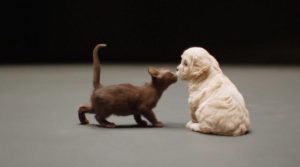 狗和猫的故事(小狗狗的故事)-警犬训练器材厂家 _警犬训练用品_工作犬训练用品-南京开久警犬装备