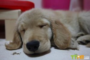 狗狗癫痫怎么治疗-警犬训练器材厂家 _警犬训练用品_工作犬训练用品-南京开久警犬装备