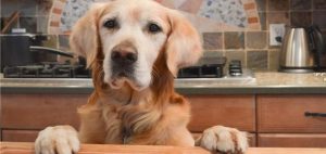 狗粮的 ***  *** (怎样做狗粮)-警犬训练器材厂家 _警犬训练用品_工作犬训练用品-南京开久警犬装备