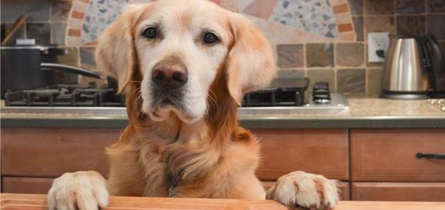 狗粮的 *** *** (怎样做狗粮) - 警犬训练器材厂家 _警犬训练用品_工作犬训练用品-南京开久警犬装备-警犬训练器材厂家 _警犬训练用品_工作犬训练用品-南京开久警犬装备