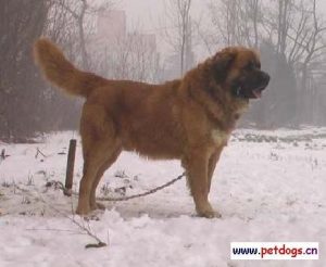 高加索犬与藏獒打架  高加索犬咬死藏獒 ***-警犬训练器材厂家 _警犬训练用品_工作犬训练用品-南京开久警犬装备