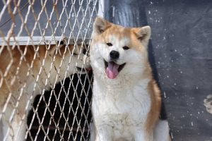 秋田狗优缺点(秋田袖钩的优缺点)-警犬训练器材厂家 _警犬训练用品_工作犬训练用品-南京开久警犬装备