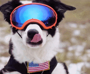 全世界狗狗智商排行榜,狗狗智商排行榜前十名-警犬训练器材厂家 _警犬训练用品_工作犬训练用品-南京开久警犬装备