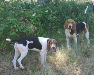 美国沃克浣熊猎犬，美国沃克猎犬的用途-警犬训练器材厂家 _警犬训练用品_工作犬训练用品-南京开久警犬装备