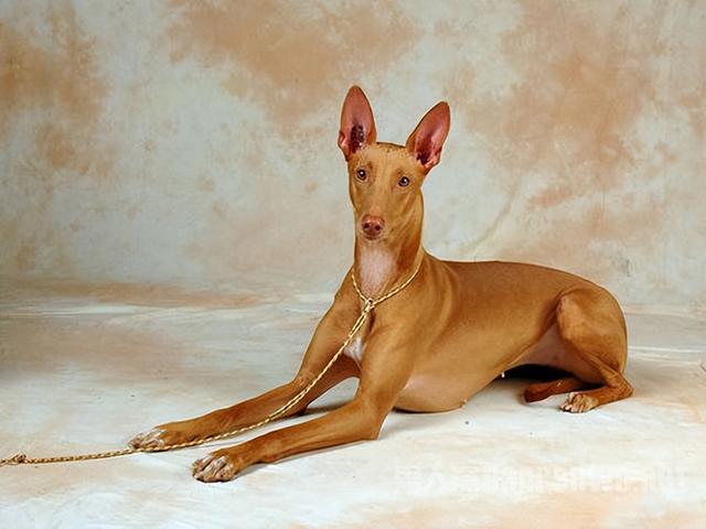 狗狗的全部品种(狗狗排名大全排名榜) - 警犬训练器材厂家 _警犬训练用品_工作犬训练用品-南京开久警犬装备-警犬训练器材厂家 _警犬训练用品_工作犬训练用品-南京开久警犬装备