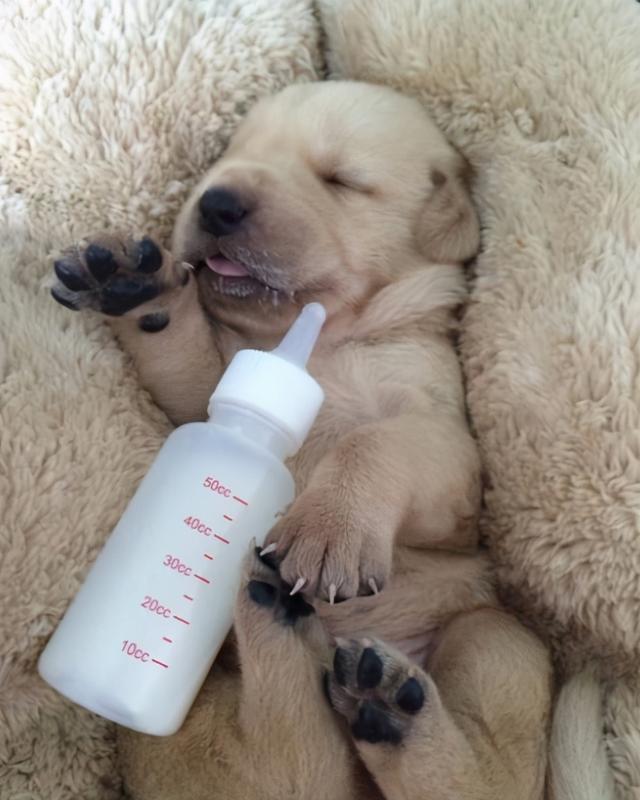 养狗的基本常识，养狗的一些基本常识 - 警犬训练器材厂家 _警犬训练用品_工作犬训练用品-南京开久警犬装备-警犬训练器材厂家 _警犬训练用品_工作犬训练用品-南京开久警犬装备