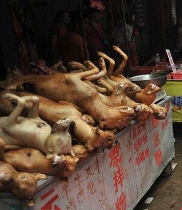 有哪些国家禁止食用狗肉？什么鱼是国家禁止食用的 - 警犬训练器材厂家 _警犬训练用品_工作犬训练用品-南京开久警犬装备-警犬训练器材厂家 _警犬训练用品_工作犬训练用品-南京开久警犬装备