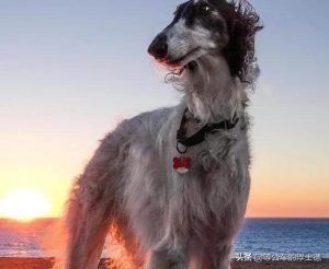 俄罗斯给狗起的名字(怎么起一个俄罗斯名字)-警犬训练器材厂家 _警犬训练用品_工作犬训练用品-南京开久警犬装备