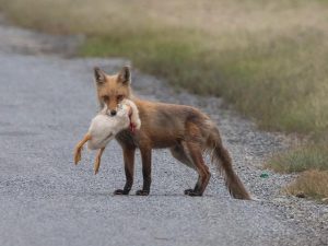 脸长得像狐狸的狗是什么品种-警犬训练器材厂家 _警犬训练用品_工作犬训练用品-南京开久警犬装备