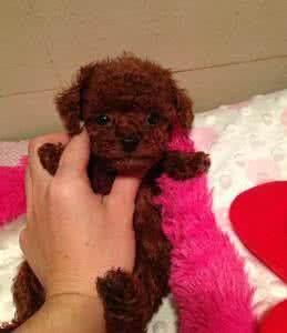 泰迪茶杯犬能长多大_泰迪茶杯犬几个月定型-警犬训练器材厂家 _警犬训练用品_工作犬训练用品-南京开久警犬装备