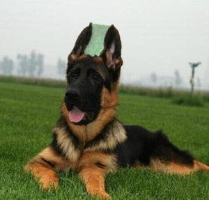 牧羊犬名字霸气的(牧羊犬名字霸气的简单的白色)-警犬训练器材厂家 _警犬训练用品_工作犬训练用品-南京开久警犬装备