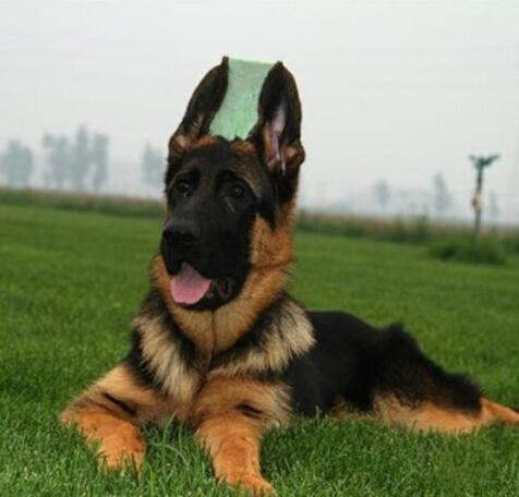 牧羊犬名字霸气的(牧羊犬名字霸气的简单的白色) - 警犬训练器材厂家 _警犬训练用品_工作犬训练用品-南京开久警犬装备-警犬训练器材厂家 _警犬训练用品_工作犬训练用品-南京开久警犬装备