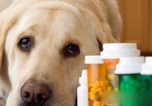 犬瘟热是什么症状(犬瘟热自己在家怎么治)-警犬训练器材厂家 _警犬训练用品_工作犬训练用品-南京开久警犬装备