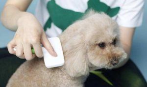 狗狗用品(狗狗用品批发市场)-警犬训练器材厂家 _警犬训练用品_工作犬训练用品-南京开久警犬装备