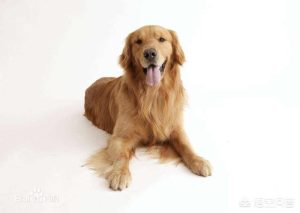 金毛吃什么狗粮最好金毛犬狗粮选择推荐？-警犬训练器材厂家 _警犬训练用品_工作犬训练用品-南京开久警犬装备