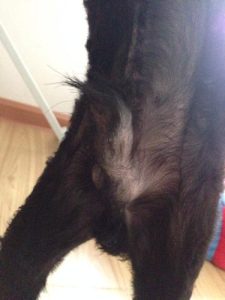 狗狗的东西又硬又长(狗狗的东西又硬又长收不回去)-警犬训练器材厂家 _警犬训练用品_工作犬训练用品-南京开久警犬装备