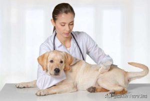 狗狗不吃不喝(狗狗不吃不喝吐白色粘液)-警犬训练器材厂家 _警犬训练用品_工作犬训练用品-南京开久警犬装备