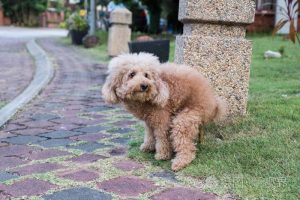 小狗脚踩屎(小狗被脚踩瘸了怎么办)-警犬训练器材厂家 _警犬训练用品_工作犬训练用品-南京开久警犬装备