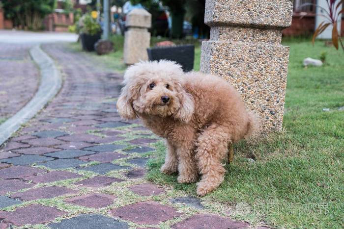 小狗脚踩屎(小狗被脚踩瘸了怎么办) - 警犬训练器材厂家 _警犬训练用品_工作犬训练用品-南京开久警犬装备-警犬训练器材厂家 _警犬训练用品_工作犬训练用品-南京开久警犬装备