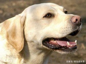 狗狗 吞咽困难(狗狗吞咽困难怎么回事)-警犬训练器材厂家 _警犬训练用品_工作犬训练用品-南京开久警犬装备