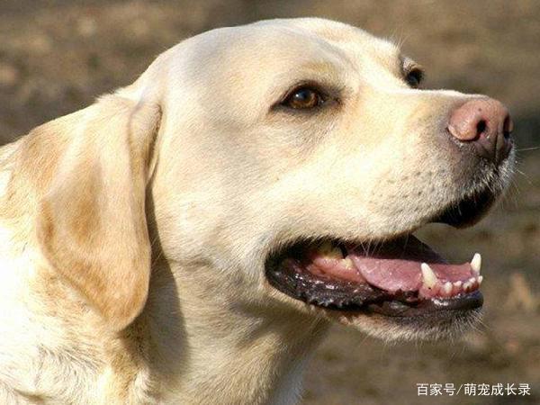 狗狗 吞咽困难(狗狗吞咽困难怎么回事) - 警犬训练器材厂家 _警犬训练用品_工作犬训练用品-南京开久警犬装备-警犬训练器材厂家 _警犬训练用品_工作犬训练用品-南京开久警犬装备