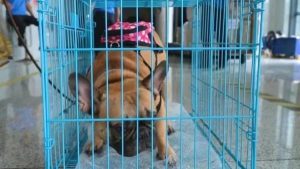 火车上怎么带狗狗(怎么带狗狗出国)-警犬训练器材厂家 _警犬训练用品_工作犬训练用品-南京开久警犬装备