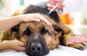 小狗打第一针疫苗(小狗打第一针疫苗是什么药)-警犬训练器材厂家 _警犬训练用品_工作犬训练用品-南京开久警犬装备