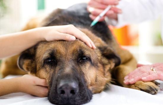 小狗打第一针疫苗(小狗打第一针疫苗是什么药) - 警犬训练器材厂家 _警犬训练用品_工作犬训练用品-南京开久警犬装备-警犬训练器材厂家 _警犬训练用品_工作犬训练用品-南京开久警犬装备