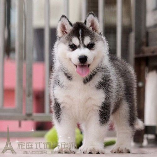 狗狗大百科哈士奇(狗狗头像哈士奇) - 警犬训练器材厂家 _警犬训练用品_工作犬训练用品-南京开久警犬装备-警犬训练器材厂家 _警犬训练用品_工作犬训练用品-南京开久警犬装备