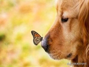 金毛幼犬换狗粮好不好(金毛幼犬一次喂多少狗粮)-警犬训练器材厂家 _警犬训练用品_工作犬训练用品-南京开久警犬装备