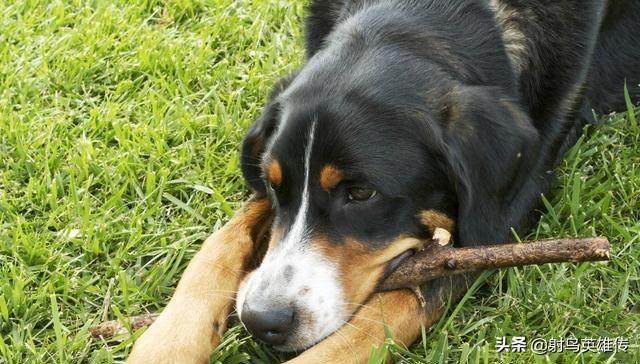 狗狗吃了小木棍(狗狗吃木棍什么原因) - 警犬训练器材厂家 _警犬训练用品_工作犬训练用品-南京开久警犬装备-警犬训练器材厂家 _警犬训练用品_工作犬训练用品-南京开久警犬装备