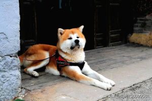 狗子吃狗粮 狗屎多(狗子吃狗屎是为什么)-警犬训练器材厂家 _警犬训练用品_工作犬训练用品-南京开久警犬装备