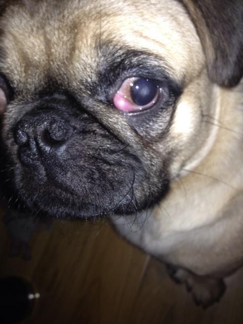 小狗眼睛上长了个包(为什么小狗眼睛长蛆) - 警犬训练器材厂家 _警犬训练用品_工作犬训练用品-南京开久警犬装备-警犬训练器材厂家 _警犬训练用品_工作犬训练用品-南京开久警犬装备