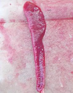 狗狗溶血病症状，溶血病的症状-警犬训练器材厂家 _警犬训练用品_工作犬训练用品-南京开久警犬装备