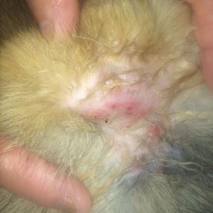 狗狗耳朵后面有个包(狗狗耳朵后面的毛坨坨是什么)-警犬训练器材厂家 _警犬训练用品_工作犬训练用品-南京开久警犬装备