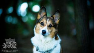 狗狗肠炎老反复(狗狗肠炎怎么治疗最好的 *** )-警犬训练器材厂家 _警犬训练用品_工作犬训练用品-南京开久警犬装备