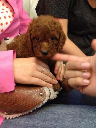 狗狗蹄子红的(狗狗的四个蹄子都是白色的) - 警犬训练器材厂家 _警犬训练用品_工作犬训练用品-南京开久警犬装备-警犬训练器材厂家 _警犬训练用品_工作犬训练用品-南京开久警犬装备