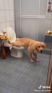 狗狗能用坐便吗(怎么训练狗狗用坐便)-警犬训练器材厂家 _警犬训练用品_工作犬训练用品-南京开久警犬装备