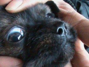 狗狗眼睛里的寄生虫(狗狗眼睛里的寄生虫会传染给人吗)-警犬训练器材厂家 _警犬训练用品_工作犬训练用品-南京开久警犬装备