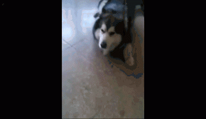 狗狗眼镜是什么感觉？-警犬训练器材厂家 _警犬训练用品_工作犬训练用品-南京开久警犬装备