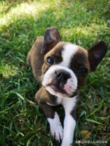 狗狗被蚊子咬症状(狗狗被蚊子咬了怎么办)-警犬训练器材厂家 _警犬训练用品_工作犬训练用品-南京开久警犬装备