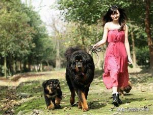 狗狗 地塞米松(狗狗 地塞米松急救)-警犬训练器材厂家 _警犬训练用品_工作犬训练用品-南京开久警犬装备