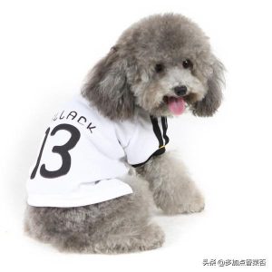 小狗不停的干呕怎么办?小狗一直干呕怎么办-警犬训练器材厂家 _警犬训练用品_工作犬训练用品-南京开久警犬装备