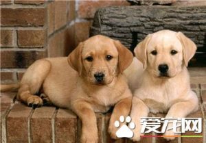 3个月大的小狗吃什么(2个月小狗感冒吃什么药)-警犬训练器材厂家 _警犬训练用品_工作犬训练用品-南京开久警犬装备