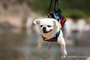 打开小打开小狗的照片(打开小狗和爸爸的照片)-警犬训练器材厂家 _警犬训练用品_工作犬训练用品-南京开久警犬装备