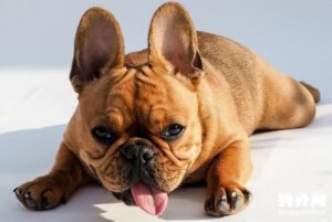 斗牛不爱吃狗粮容易吐-警犬训练器材厂家 _警犬训练用品_工作犬训练用品-南京开久警犬装备